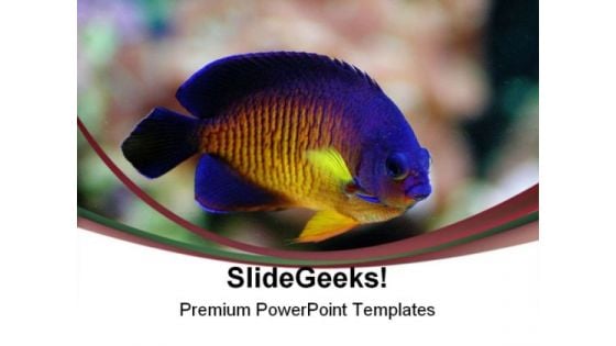 Angel Fish Animals PowerPoint Templates And PowerPoint Backgrounds 0111