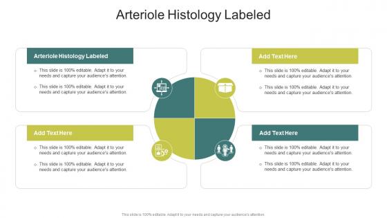 Arteriole Histology Labeled In Powerpoint And Google Slides Cpb