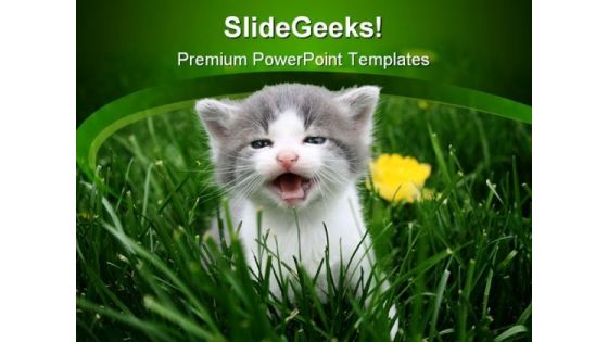 Baby Cat Animals PowerPoint Templates And PowerPoint Backgrounds 0211
