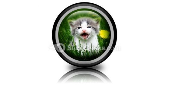 Baby Cat PowerPoint Icon Cc