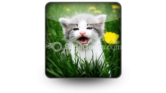 Baby Cat PowerPoint Icon S