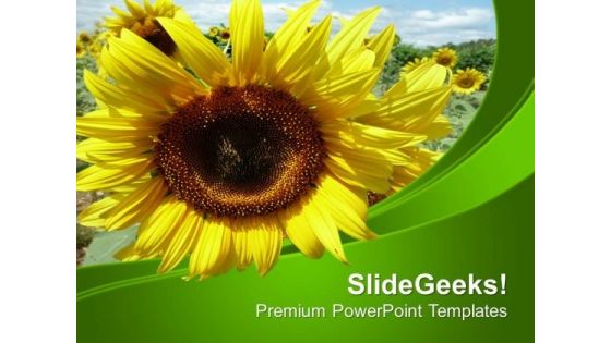 Background Template With Sunflower PowerPoint Templates Ppt Backgrounds For Slides 0513