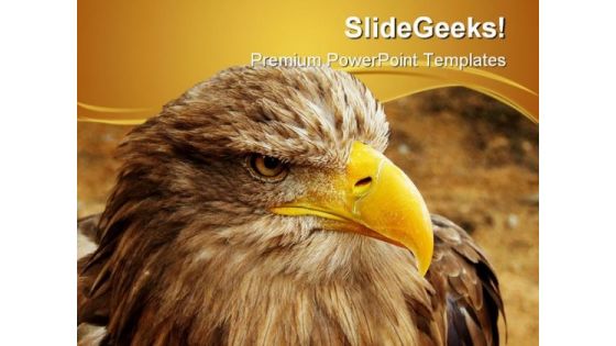 Bald Eagle Animal PowerPoint Templates And PowerPoint Backgrounds 0411