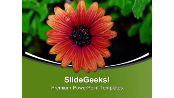 Beautiful Flower For Joy Theme PowerPoint Templates Ppt Backgrounds For Slides 0413 Beautiful Flower For Joy Theme PowerPoint Templates Ppt Backgrounds For Slides 0413