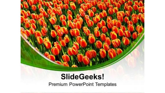 Beautiful Tulips On White Background PowerPoint Templates Ppt Backgrounds For Slides 0213