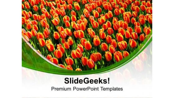 Beautiful Tulips On White Background PowerPoint Templates Ppt Backgrounds For Slides 0213