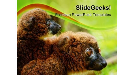 Bellied Lemur Animals PowerPoint Backgrounds And Templates 0111