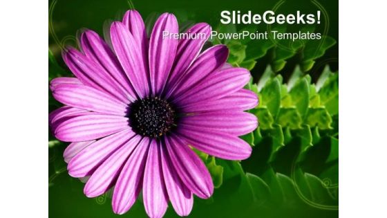 Blooming Gerbera Flower Beauty PowerPoint Templates Ppt Backgrounds For Slides 0213