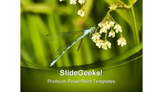 Blue Dragonfly Animals PowerPoint Templates And PowerPoint Backgrounds 0211