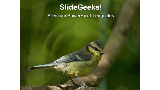 Blue Tit Animal PowerPoint Template 0810