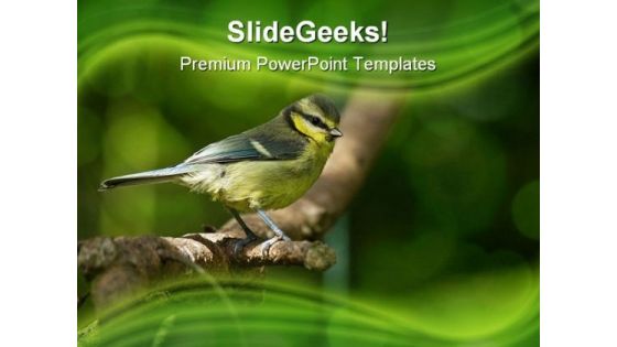 Blue Tit Fledgling Nature PowerPoint Templates And PowerPoint Backgrounds 0211