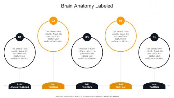 Brain Anatomy Labeled In Powerpoint And Google Slides Cpb