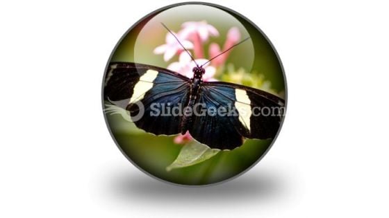 Butterfly Icon C