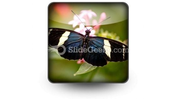 Colorful Butterfly PowerPoint Icon
