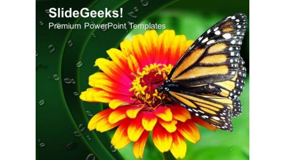 Butterfly On Flower Garden Nature PowerPoint Templates Ppt Backgrounds For Slides 0213