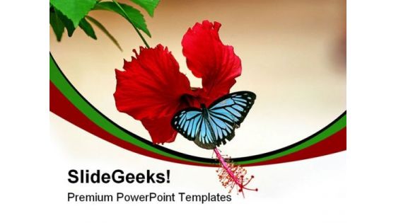 Butterfly On Hibiscus Animals PowerPoint Templates And PowerPoint Backgrounds 0211