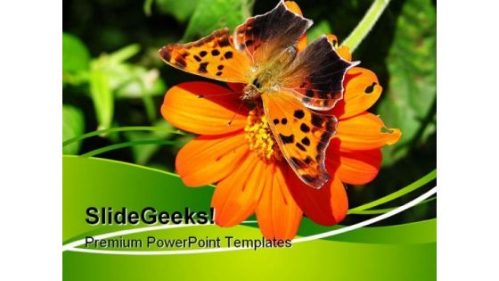 Butterfly On Orange Flower Nature PowerPoint Templates And PowerPoint Backgrounds 0611