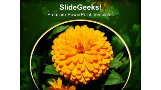 Calendula PowerPoint Templates Ppt Backgrounds For Slides 0413