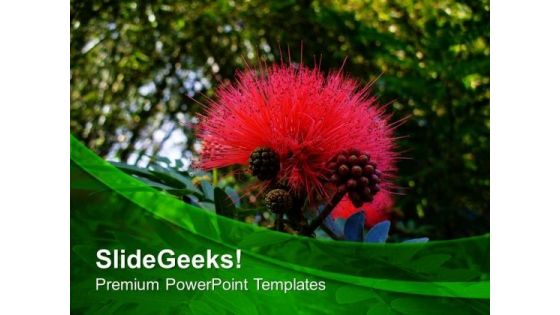 Calliandra Grandiflora Flower Plant PowerPoint Templates Ppt Backgrounds For Slides 0513