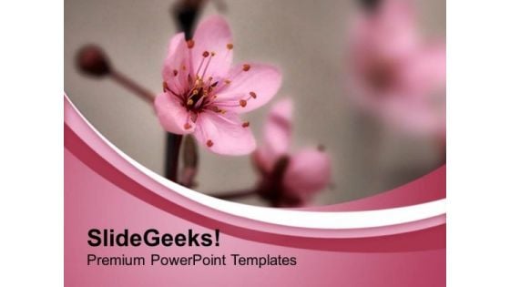 Cherry Flower In Background PowerPoint Templates Ppt Backgrounds For Slides 0513