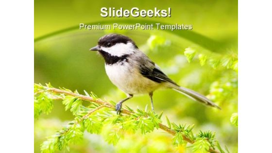 Chickadee Animals PowerPoint Templates And PowerPoint Backgrounds 0211