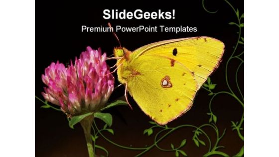 Clouded Yellow Butterfly Animals PowerPoint Templates And PowerPoint Backgrounds 0111