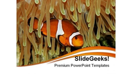 Clown Fish Animals PowerPoint Templates And PowerPoint Backgrounds 0211