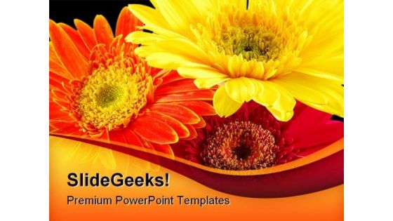 Colorful Gerber Daisies Beauty PowerPoint Templates And PowerPoint Backgrounds 0211