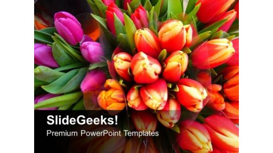 Colorful Tulips Flowers Beauty PowerPoint Templates Ppt Backgrounds For Slides 1212 Colorful Tulips Flowers Beauty PowerPoint Templates Ppt Backgrounds For Slides 1212