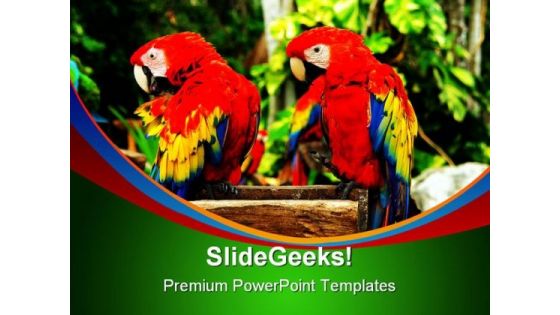 Couple Of Parrots Nature PowerPoint Templates And PowerPoint Backgrounds 0211