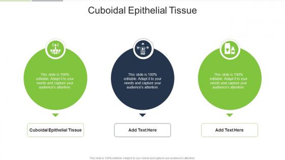 Cuboidal Epithelial Tissue In Powerpoint And Google Slides Cpb