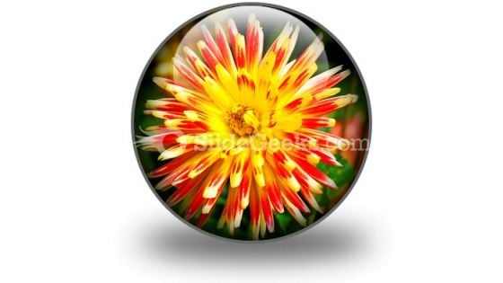 Dahlia Beauty PowerPoint Icon C Dahlia Beauty PowerPoint Icon C