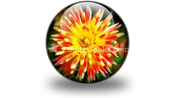 Dahlia Beauty PowerPoint Icon C