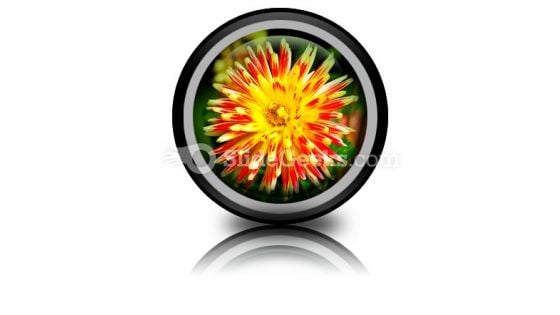 Dahlia Beauty PowerPoint Icon Cc