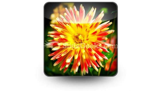 Dahlia Beauty PowerPoint Icon S