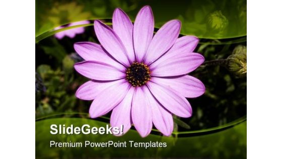 Daisy Flower Beauty PowerPoint Backgrounds And Templates 1210