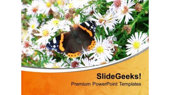 Daisy Flower With Butterfly Nature Theme PowerPoint Templates Ppt Backgrounds For Slides 0513