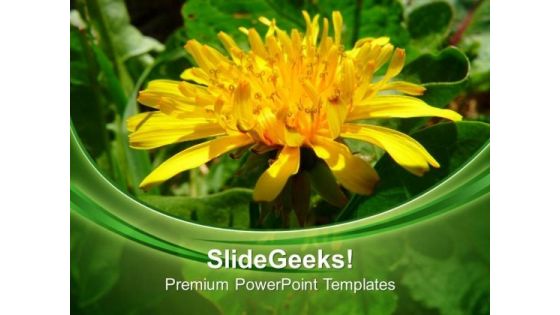 Dandelion Flowers Nature PowerPoint Templates Ppt Backgrounds For Slides 0513 Dandelion Flowers Nature PowerPoint Templates Ppt Backgrounds For Slides 0513