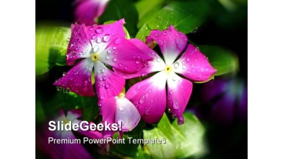 Dew Flower Nature PowerPoint Templates And PowerPoint Backgrounds 0311