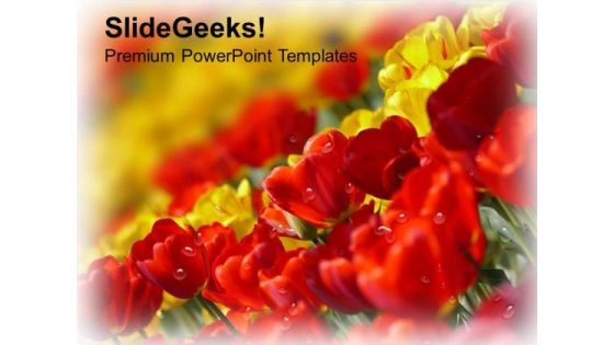 Due Drops On Tulip Flowers PowerPoint Templates Ppt Backgrounds For Slides 0713 Due Drops On Tulip Flowers PowerPoint Templates Ppt Backgrounds For Slides 0713