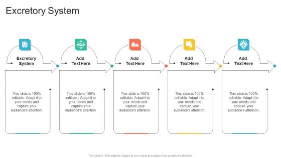 Excretory System In Powerpoint And Google Slides Cpb