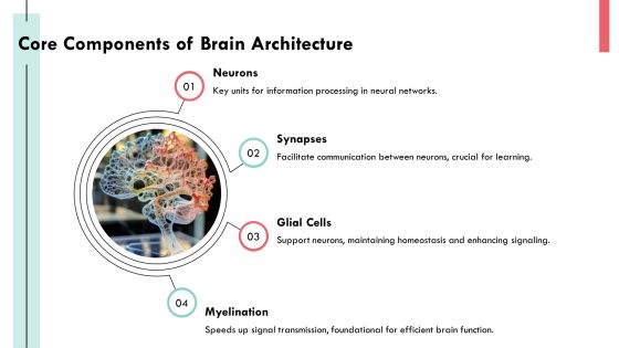 Exploring The Complexities Of Brain Architecture PPT Sample AT Slide06