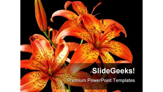 Flowers Lily Beauty PowerPoint Backgrounds And Templates 1210