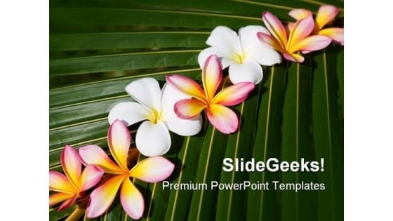 Frangipani On Green Leaf Nature PowerPoint Templates And PowerPoint Backgrounds 0311