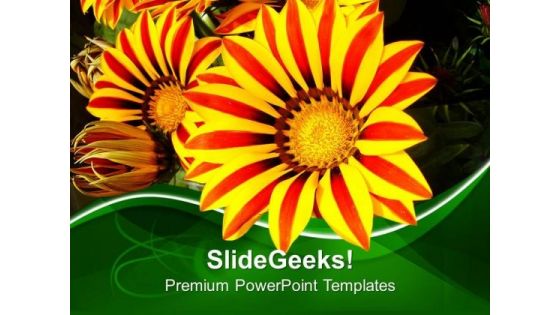 Gazanias Flowers Green Background PowerPoint Templates Ppt Backgrounds For Slides 0613