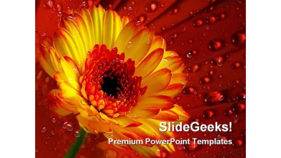 Gerber Daisy With Dew Drops Nature PowerPoint Themes And PowerPoint Slides 0311