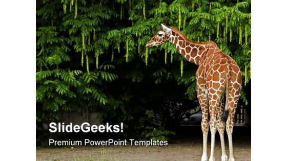 Giraffe Animals PowerPoint Templates And PowerPoint Backgrounds 0211