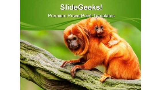 Golden Lion Animals PowerPoint Backgrounds And Templates 0111 Golden Lion Animals PowerPoint Backgrounds And Templates 0111