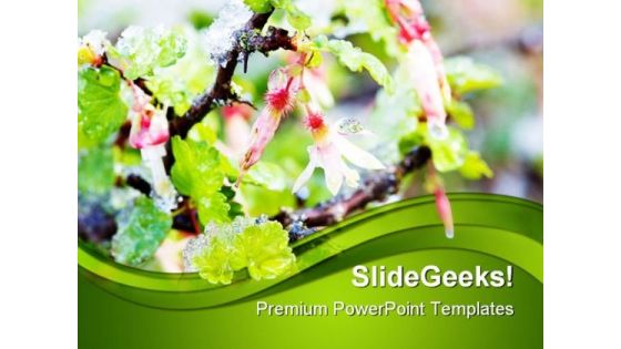 Gooseberry Blossoms In Snow Nature PowerPoint Themes And PowerPoint Slides 0411