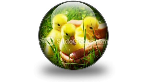 Gosling PowerPoint Icon C Gosling PowerPoint Icon C